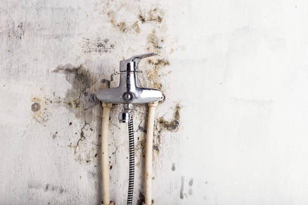 Mold Removal Process in Earlville, IL
