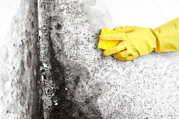 Best Residential Mold Removal  in Earlvle, IL