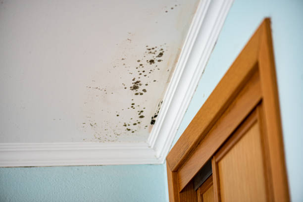 Best Local Mold Removal Service  in Earlvle, IL