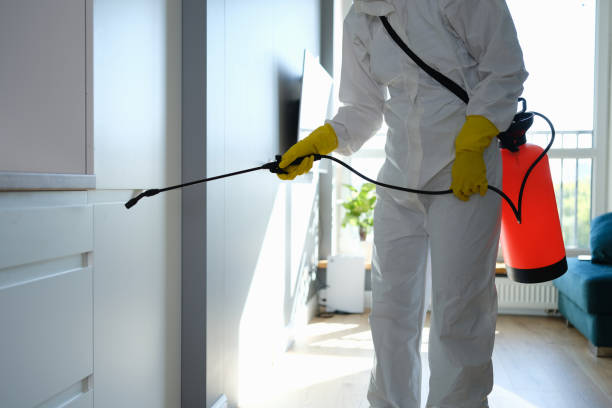 Best Office Mold Removal Services  in Earlvle, IL