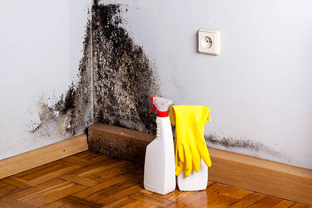 Best Professional Mold Removal  in Earlvle, IL