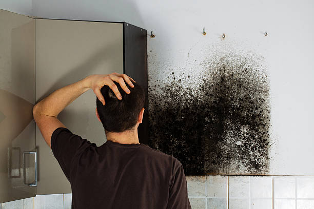 Best Mold Removal and Inspection  in Earlvle, IL