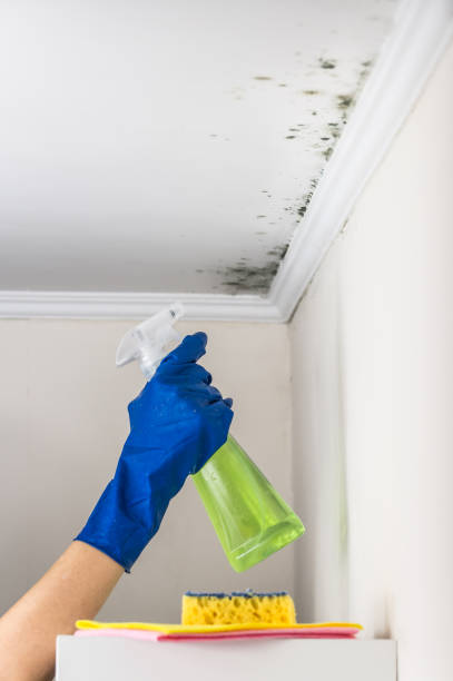 Best Commercial Mold Removal  in Earlvle, IL
