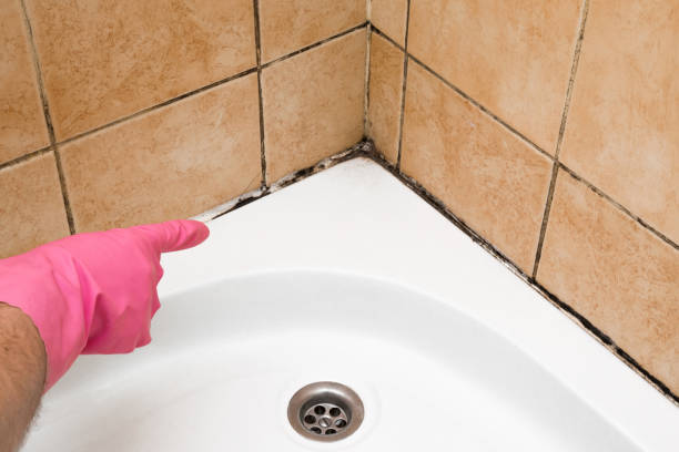 Best Home Mold Removal  in Earlvle, IL