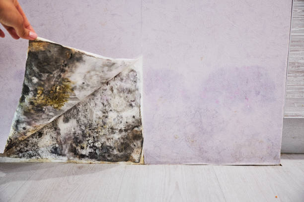 Attic Mold Removal in Earlville, IL
